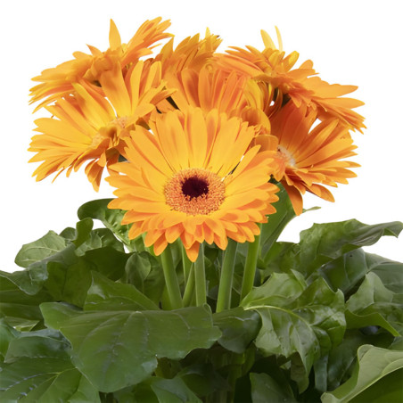 Gerbera 100 Semillas jamesonii Joybera Golden Yellow Dark Eye Flor Maceta Incaforest-Gerbera 100 Semillas jamesonii Joybera Gold