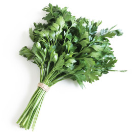 Perejil 1000 Semillas Petroselinum crispum Parsley Giant of Italy Hierba Aromatica Incaforest-Perejil 1000 Semillas Petroselinum