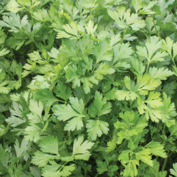 Perejil 1000 Semillas Petroselinum crispum Parsley Giant of Italy Hierba Aromatica 64.999946 Perejil 1000 Semillas Petroselinum