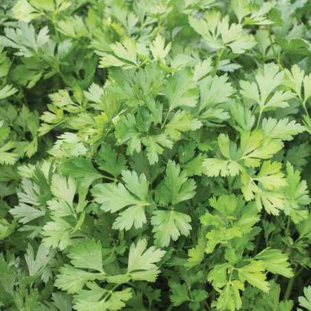 Perejil 1000 Semillas Petroselinum crispum Parsley Giant of Italy Hierba Aromatica Incaforest-Perejil 1000 Semillas Petroselinum