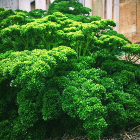 Perejil Crespo 5000 Semillas Petroselinum crispum Parsley Triple Curled Hierba Aromatica Incaforest-Perejil Crespo 5000 Semillas