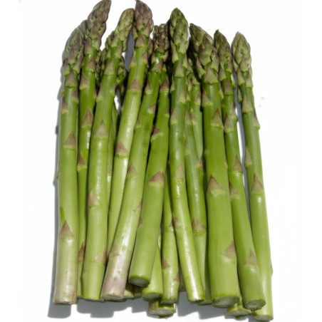 Esparrago UC157 F1 1Kg Semilla Hibrida Cutter Asparagus Seeds California USA SEMValley-Esparrago UC157 F1 1Kg Semilla Hibrida Cu