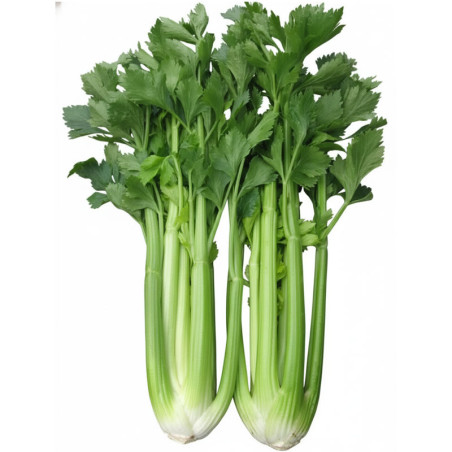 Apio Primus 5KS F1 Peletizado Semilla Hibrido Tipo Utah Verde Oscuro Cora Seeds Hortisemillas-Apio Primus 5KS F1 Peletizado Semi