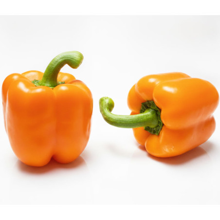 Pimiento Kuman 1KS F1 Semilla Hibrida Color Naranja Indeterminado Ramiro Arnedo