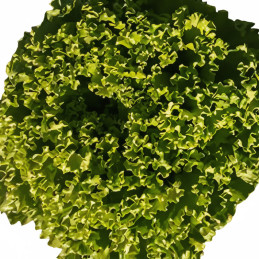 Lechuga Caprice 100gr Semilla Crespa TopSeed