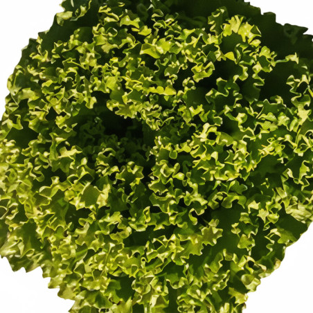 Lechuga Caprice 100gr Semilla Crespa TopSeed