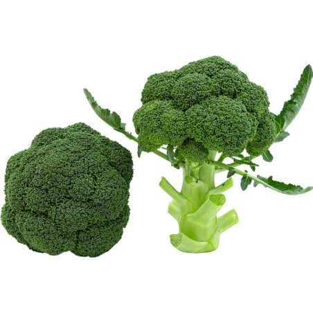 Brocoli Templario 5KS F1 Semilla Hibrida Verde Oscuro Ramiro Arnedo