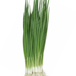 Cebolla China Itachi 100gr Semilla Hibrido TopSeed