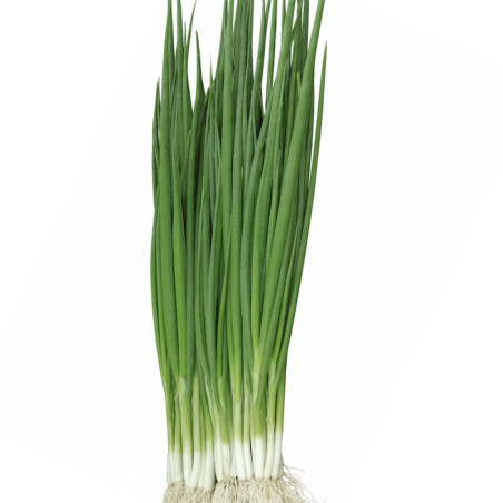 Cebolla China Itachi 100gr Semilla Hibrido TopSeed