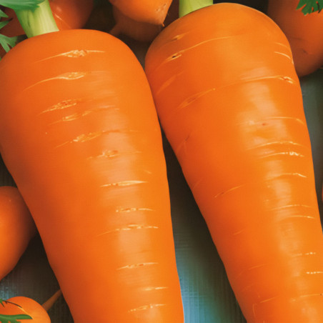 Zanahoria Coeur Rouge 500gr Tipo Chantenay Precoz Semilla Variedad Griffaton
