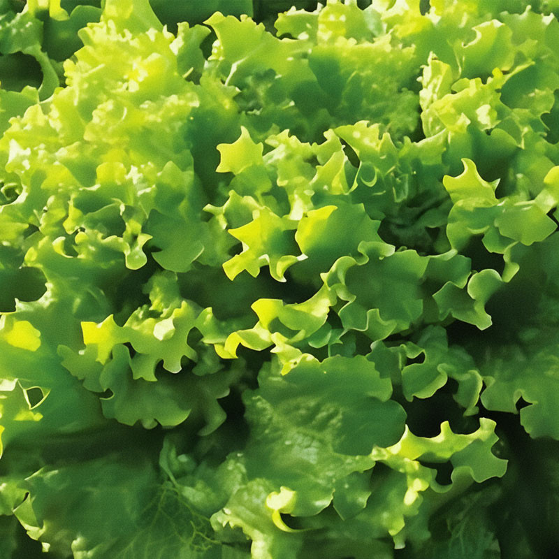 Lechuga Elba 100gr Semilla Crespa TopSeed