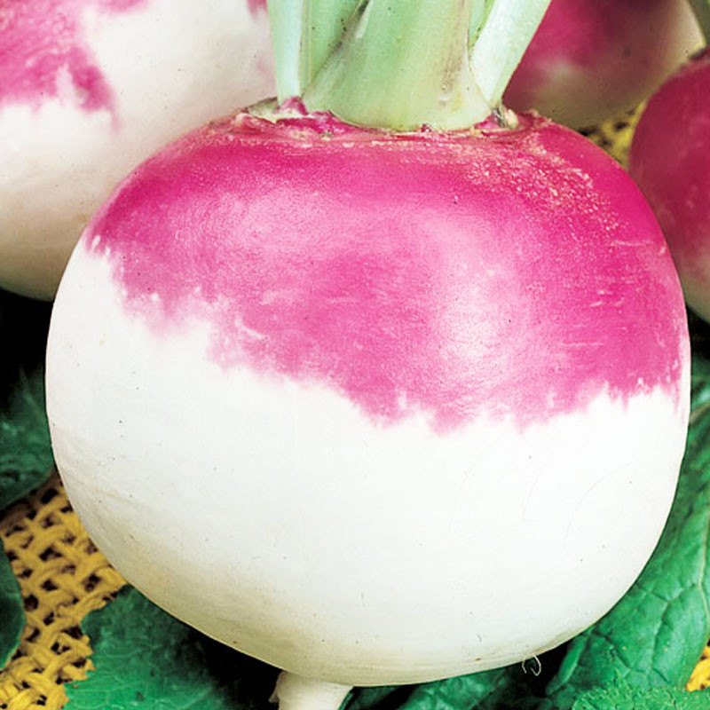 Nabo Pera Do Colo Roxo 100gr Semilla Cuello Morado TopSeed