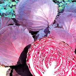Ruby King F1 Semilla Col Morada Hibrido Takii Seed