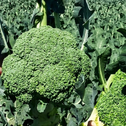 Brocoli Cigno 2.5KS Semilla F1 Hibrido Verde Grisaceo HM Clause
