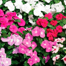 Vinca 1000 Semillas Catharanthus roseus Cora Cascade XDR Mix Flor Maceta Jardin FLOWER SEEDS-Vinca 1000 Semillas Catharanthus ro