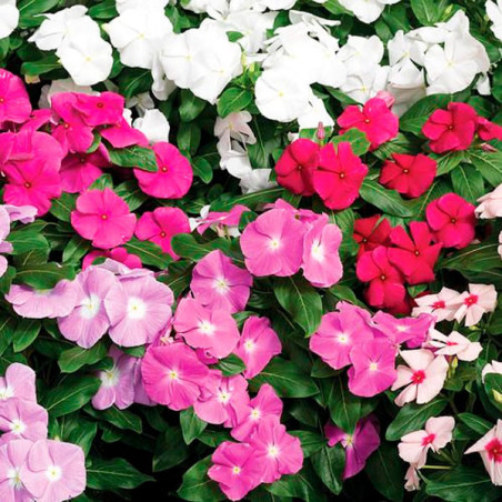 Vinca 1000 Semillas Catharanthus roseus Cora Cascade XDR Mix Flor Maceta Jardin FLOWER SEEDS-Vinca 1000 Semillas Catharanthus ro