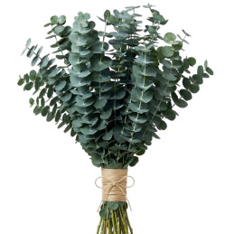 Eucalipto Baby Blue 5Gr Semillas Eucalyptus Pulverulenta Flor Jardin Corte Follaje