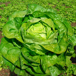  Lechuga Zeralda 25000 semillas, Semilla de lechuga seda, Vilmorin 156.779661 Lechuga Zeralda 25000 semillas, Semilla de lechuga