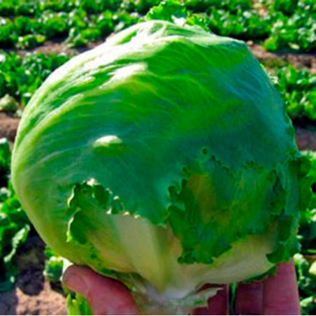  Lechuga Antartica 100gr, Semilla lechuga americana, Vilmorin 146.610169 Lechuga Antartica 100gr, Semilla lechuga americana, Vil