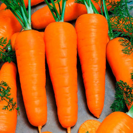 Zanahoria Royal Chantenay 2gr, Semillas de Zanahoria 3.813559 Zanahoria Royal Chantenay 2gr, Semillas de Zanahoria
Variedad de 