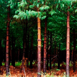  Semillas de Pino 1Kg, Pinus patula Lloron Sierra Altoandino 386.440678 Semillas de Pino 1Kg, Pinus patula Lloron Sierra Altoand