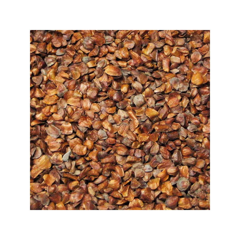  Semillas de Cipres 1Kg, Cupressus macrocarpa, Arborizaciones 190.677966 Semillas de Cipres 1Kg, Cupressus macrocarpa, Arborizac