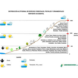  Semillas de Cipres 1Kg, Cupressus macrocarpa, Arborizaciones 190.677966 Semillas de Cipres 1Kg, Cupressus macrocarpa, Arborizac