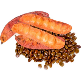  Semillas de Tara 1Kg, Caesalpinia spinosa, 3 mil semillas, Arborizaciones 132.20339 Semillas de Tara 1Kg, Caesalpinia spinosa, 