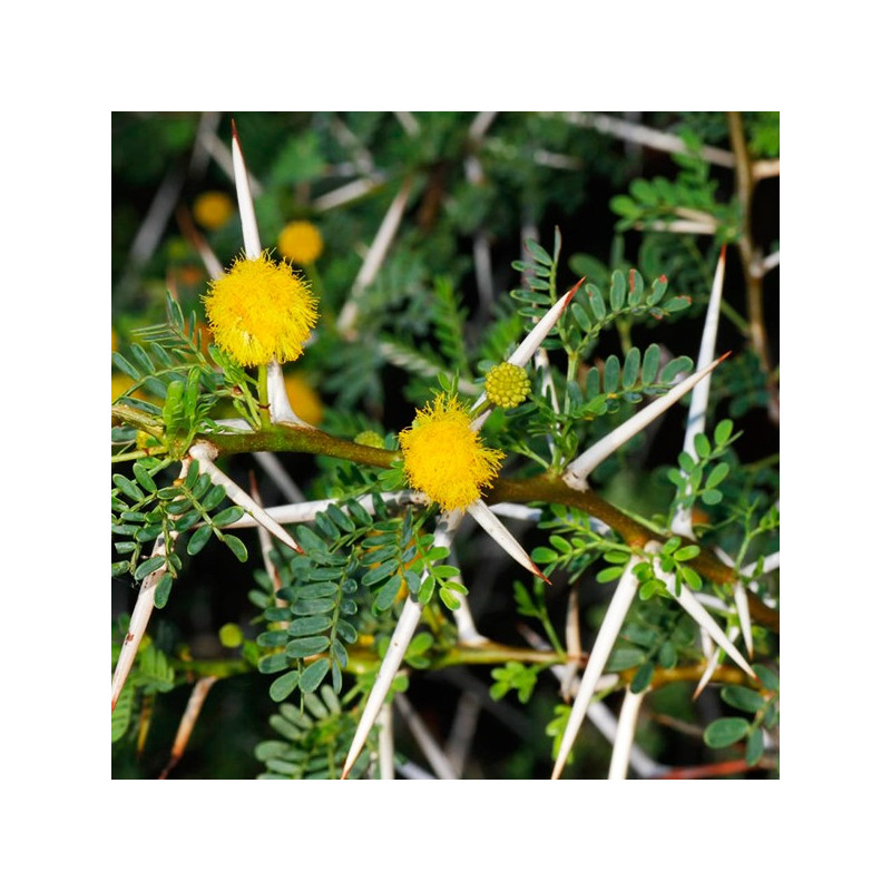  Semillas de Huaranguillo 1Kg, Acacia horrida,  20 mil semillas, Arborizaciones 254.237288 Semillas de Huaranguillo 1Kg, Acacia 