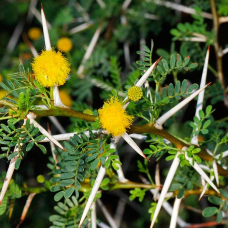  Semillas de Huaranguillo 1Kg, Acacia horrida,  20 mil semillas, Arborizaciones 254.237288 Semillas de Huaranguillo 1Kg, Acacia 