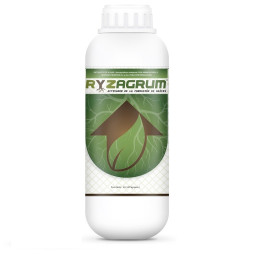  Ryzagrum 1L, Extracto de algas marinas Ascophyllum nodosum, aminoacidos libres,  Zn (EDTA) y Fe (EDTA), Neoagrum 73.728814 Ryza