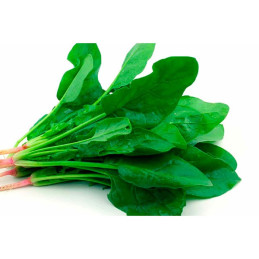  Espinaca 2gr, Semillas de Espinaca 4.237288 Espinaca 2gr, Semillas de Espinaca
 AGROIMPOLOB0018 1 AGLobsol