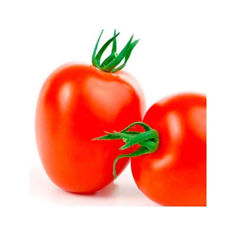  Tomate Suarta 5000semillas, Semillas de tomate hibrido Saladette, Determinado, AGP 1453.389831 Tomate Suarta 5000semillas, Semi