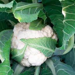  Coliflor Crenique 5000semillas, Semillas de coliflor hibrido siembras en invierno, Enza Zaden 288.135593 Coliflor Crenique 5000