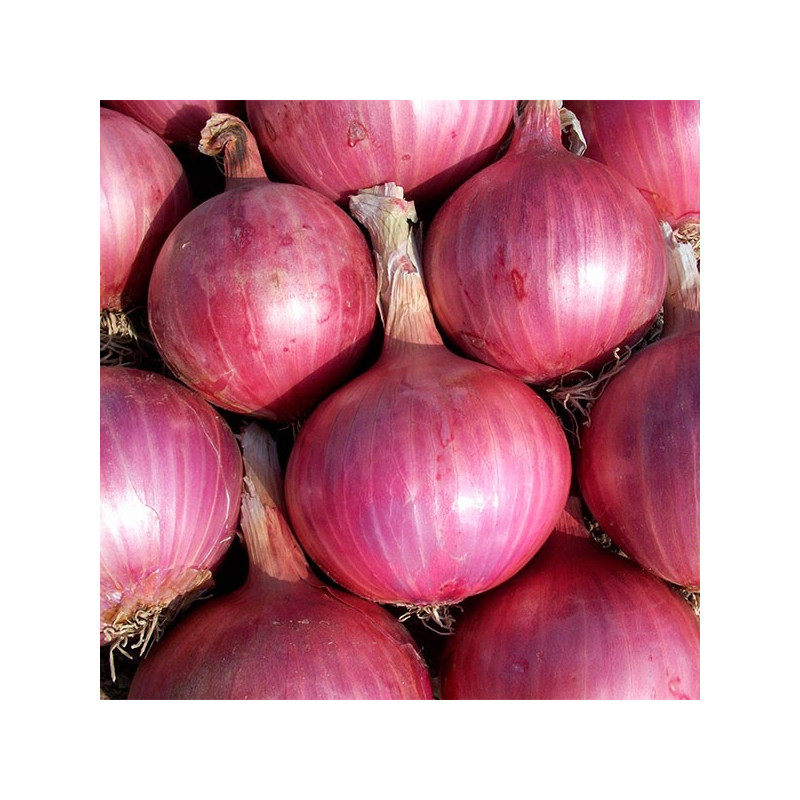  Cebolla Pantera Rosa 1lb, Semillas de cebolla roja dias intermedios siembras verano, Hazera 500.000001 Cebolla Pantera Rosa 1lb
