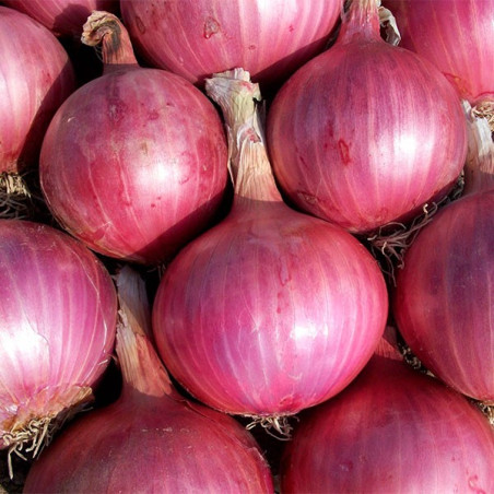  Cebolla Pantera Rosa 1lb, Semillas de cebolla roja dias intermedios siembras verano, Hazera 500.000001 Cebolla Pantera Rosa 1lb