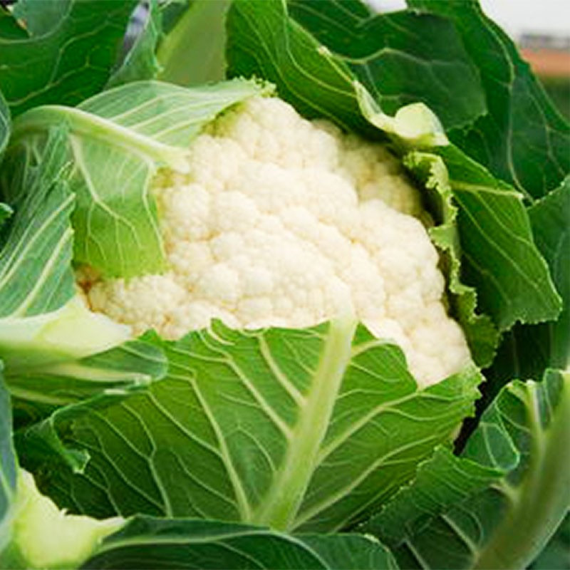 Coliflor Minerva 10,000semillas, Semillas de coliflor hibrido siembras en invierno, AyV Seeds 370.338983 Coliflor Minerva 10,00