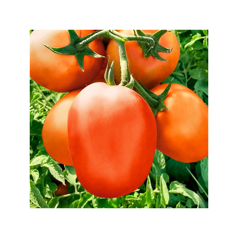  Tomate Durino 5000semillas, Semilla de tomate determinado hibrido F1 Tipo Saladette, Topseed 1250.847458 Tomate Durino 5000semi
