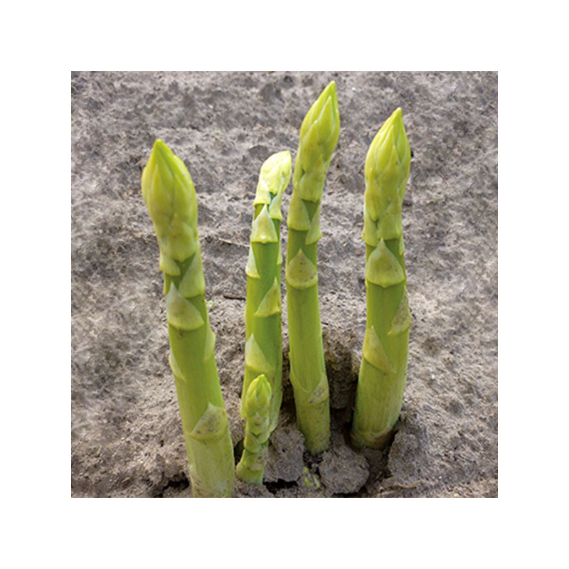  UC 115 F1 500gr, Semilla de Esparrago, Maduracion Temprana, Farmex 2809.322034 UC 115 F1 500gr, Semilla de Esparrago, Maduracio
