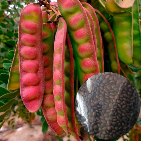  Semillas de Tara Precoz 1Kg, 4000Semillas Caesalpinia spinosa, IPEX 569.491525 Semillas de Tara Precoz 1Kg, 4000Semillas Caesal