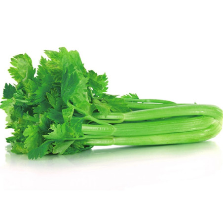  Apio Ventura 100gr, Semillas de Apio Verde, San Martin 68.644068 Apio Ventura 100gr, Semillas de Apio Verde, San Martin
Posee t
