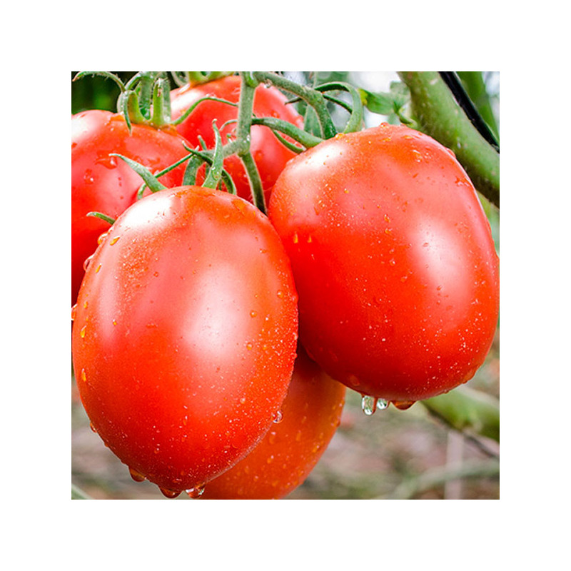  Tomate Pai Pai 1000semillas, Semillas de tomate Indeterminado Saladette, Enza Zaden 523.728814 Tomate Pai Pai 1000semillas, Sem