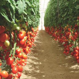  Tomate Pai Pai 1000semillas, Semillas de tomate Indeterminado Saladette, Enza Zaden 523.728814 Tomate Pai Pai 1000semillas, Sem