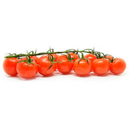  Tomate Zorayda 1000semillas, Semillas de tomate Indeterminado Cherry, Enza Zaden 878.813559 Tomate Zorayda 1000semillas, Semill